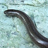 anguis fragilis-blindschleiche-orvet.jpg